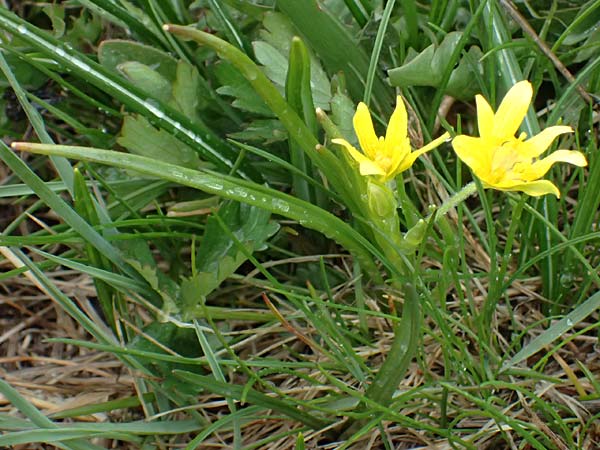 Gagea fragifera \ Rhriger Gelbstern, Alpen-Gelbstern / Alpine Gagea, F Queyras, Fontgillarde 30.4.2023