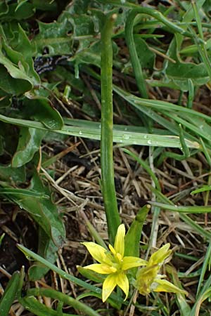 Gagea fragifera \ Rhriger Gelbstern, Alpen-Gelbstern / Alpine Gagea, F Queyras, Fontgillarde 30.4.2023