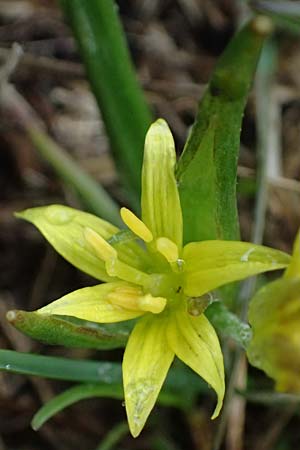 Gagea fragifera \ Rhriger Gelbstern, Alpen-Gelbstern / Alpine Gagea, F Queyras, Fontgillarde 30.4.2023