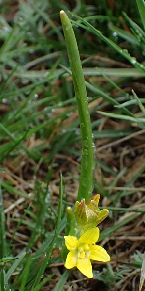 Gagea fragifera \ Rhriger Gelbstern, Alpen-Gelbstern / Alpine Gagea, F Queyras, Fontgillarde 30.4.2023