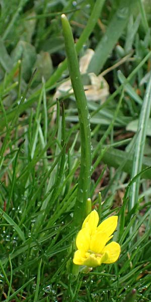 Gagea fragifera \ Rhriger Gelbstern, Alpen-Gelbstern / Alpine Gagea, F Queyras, Fontgillarde 30.4.2023