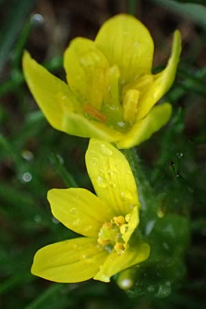 Gagea fragifera \ Rhriger Gelbstern, Alpen-Gelbstern / Alpine Gagea, F Queyras, Fontgillarde 30.4.2023