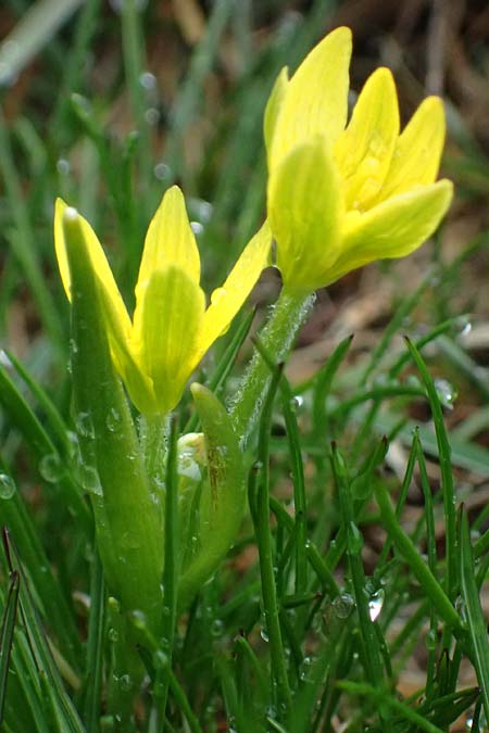 Gagea fragifera \ Rhriger Gelbstern, Alpen-Gelbstern / Alpine Gagea, F Queyras, Fontgillarde 30.4.2023