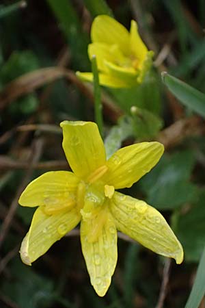 Gagea fragifera \ Rhriger Gelbstern, Alpen-Gelbstern / Alpine Gagea, F Queyras, Fontgillarde 30.4.2023