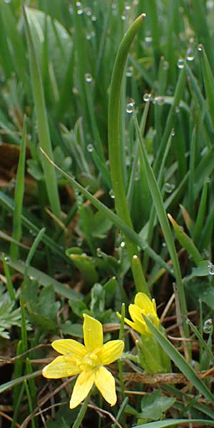 Gagea fragifera \ Rhriger Gelbstern, Alpen-Gelbstern / Alpine Gagea, F Queyras, Fontgillarde 30.4.2023
