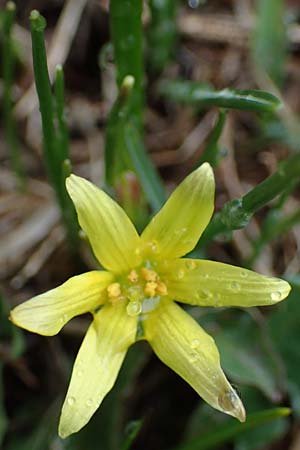 Gagea fragifera \ Rhriger Gelbstern, Alpen-Gelbstern / Alpine Gagea, F Queyras, Fontgillarde 30.4.2023