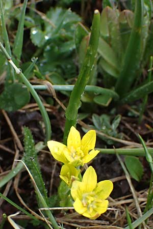 Gagea fragifera \ Rhriger Gelbstern, Alpen-Gelbstern / Alpine Gagea, F Queyras, Fontgillarde 30.4.2023