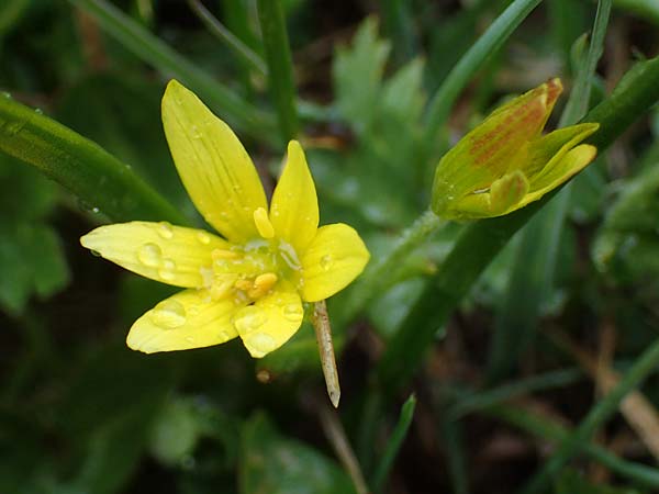 Gagea fragifera \ Rhriger Gelbstern, Alpen-Gelbstern / Alpine Gagea, F Queyras, Fontgillarde 30.4.2023