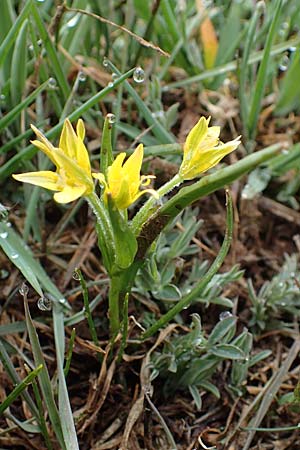 Gagea fragifera \ Rhriger Gelbstern, Alpen-Gelbstern / Alpine Gagea, F Queyras, Fontgillarde 30.4.2023