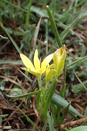 Gagea fragifera \ Rhriger Gelbstern, Alpen-Gelbstern / Alpine Gagea, F Queyras, Fontgillarde 30.4.2023