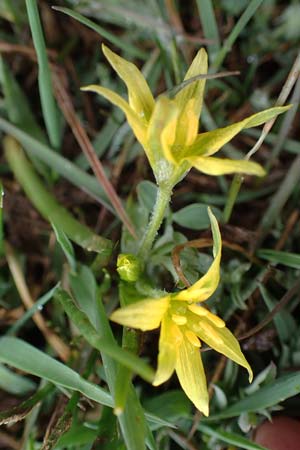 Gagea fragifera \ Rhriger Gelbstern, Alpen-Gelbstern / Alpine Gagea, F Queyras, Fontgillarde 30.4.2023