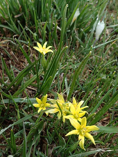 Gagea fragifera \ Rhriger Gelbstern, Alpen-Gelbstern / Alpine Gagea, F Queyras, Fontgillarde 30.4.2023