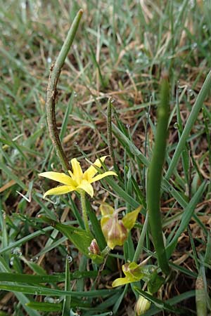 Gagea fragifera \ Rhriger Gelbstern, Alpen-Gelbstern / Alpine Gagea, F Queyras, Fontgillarde 30.4.2023