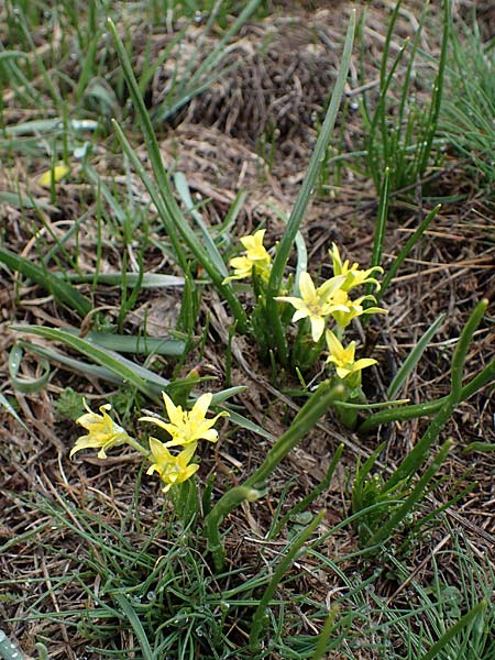 Gagea fragifera \ Rhriger Gelbstern, Alpen-Gelbstern / Alpine Gagea, F Queyras, Fontgillarde 30.4.2023