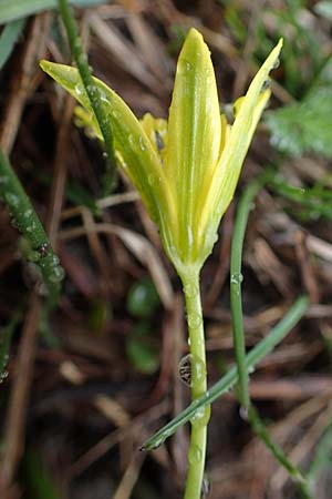 Gagea fragifera \ Rhriger Gelbstern, Alpen-Gelbstern / Alpine Gagea, F Col de la Cayolle 30.4.2023