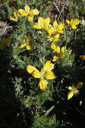 Genista germanica \ Deutscher Ginster / German Broom, F Causse du Larzac 7.6.2006