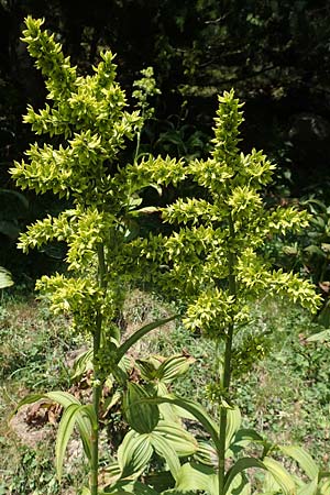 Veratrum album subsp. lobelianum \ Grner Germer / Green False Hellebore, F Pyrenäen/Pyrenees, Canigou 24.7.2018