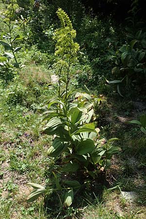 Veratrum album subsp. lobelianum \ Grner Germer / Green False Hellebore, F Pyrenäen/Pyrenees, Canigou 24.7.2018