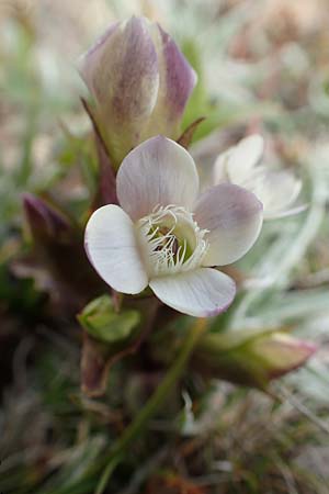 Gentianella hypericifolia \ Johanniskrautbl&auml;ttriger Kranzenzian / Hypericum-Leaved Gentian, F Pyren&auml;en/Pyrenees, Mont Llaret 31.7.2018