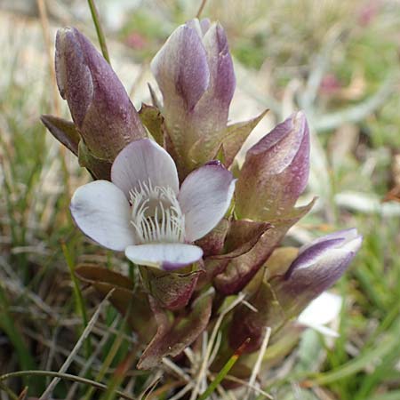 Gentianella hypericifolia \ Johanniskrautbl&auml;ttriger Kranzenzian / Hypericum-Leaved Gentian, F Pyren&auml;en/Pyrenees, Mont Llaret 31.7.2018