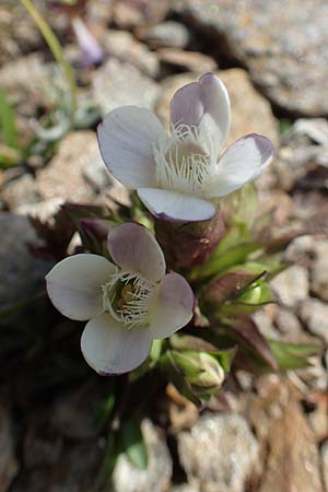 Gentianella hypericifolia \ Johanniskrautbl&auml;ttriger Kranzenzian / Hypericum-Leaved Gentian, F Pyren&auml;en/Pyrenees, Mont Llaret 31.7.2018