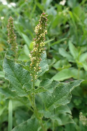 Blitum bonus-henricus \ Guter Heinrich / Good King Henry, F Pyrenäen/Pyrenees, Eyne 4.8.2018