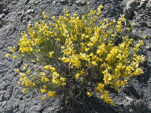 Genista lobelii ? \ Lobels Ginster, F Serres 10.6.2006
