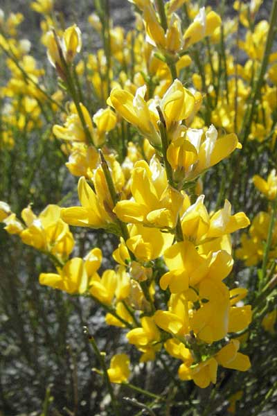 Genista lobelii ? \ Lobels Ginster, F Serres 10.6.2006