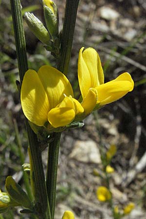 Genista radiata ? \ Strahlen-Ginster, Kugel-Ginster / Rayed Broom, Southern Greenweed, F Castellane 12.5.2007