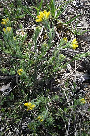 Genista hispanica \ Spanischer Ginster / Spanish Gorse, F Castellane 12.5.2007