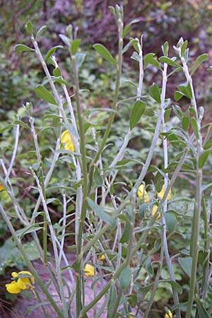 Cytisus scoparius \ Besen-Ginster / Scotch Broom, F Pyrenäen/Pyrenees, Eyne 25.6.2008