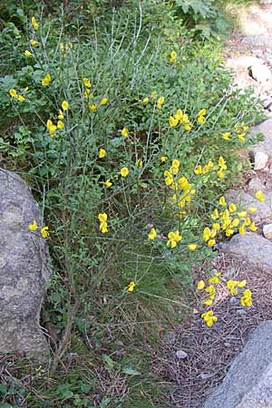 Cytisus scoparius \ Besen-Ginster / Scotch Broom, F Pyrenäen/Pyrenees, Eyne 25.6.2008