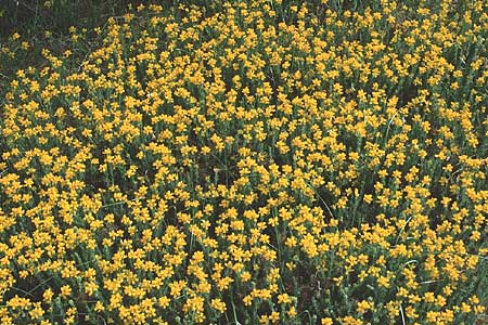 Genista hispanica \ Spanischer Ginster / Spanish Gorse, F Mont S.  Victoire 20.5.1990