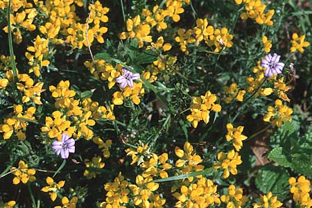 Genista hispanica \ Spanischer Ginster / Spanish Gorse, F Corbières, Letzignan 13.5.1996
