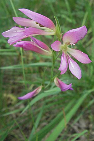 Gladiolus italicus \ Gladiole / Field Gladiolus, F Mauguio 13.5.2007
