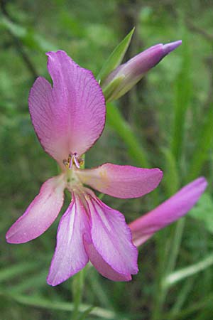 Gladiolus italicus \ Gladiole / Field Gladiolus, F Mauguio 13.5.2007