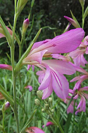 Gladiolus italicus \ Gladiole / Field Gladiolus, F Corbi&egrave;res,  Talairan 13.5.2007