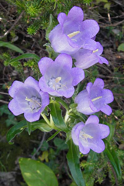 Campanula speciosa \ Pyren&auml;en-Glockenblume / Pyrenean Bellflower, F Saint-Guilhem-le-Desert 1.6.2009