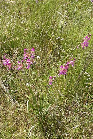 Gladiolus italicus \ Gladiole / Field Gladiolus, F Causse du Larzac 3.6.2009