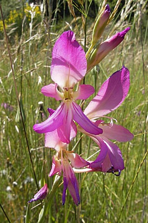 Gladiolus italicus \ Gladiole / Field Gladiolus, F Causse du Larzac 3.6.2009