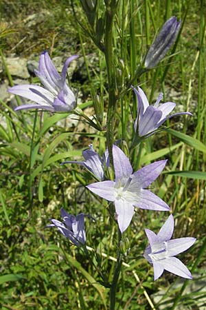Campanula rapunculus \ Rapunzel-Glockenblume / Rampion Bellflower, F Causse du Larzac 3.6.2009