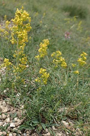Galium verum \ Echtes Labkraut / Lady's Bedstraw, F Pyrenäen/Pyrenees, Col de Mantet 28.7.2018