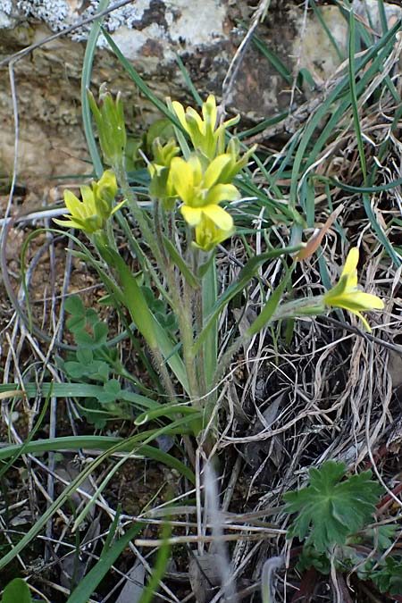 Gagea lacaitae \ Lacaitas Gelbstern / Lacaita's Meadow Gagea, F Montmeyan 15.3.2024