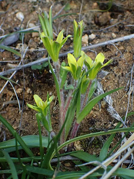 Gagea lacaitae \ Lacaitas Gelbstern / Lacaita's Meadow Gagea, F Montmeyan 15.3.2024