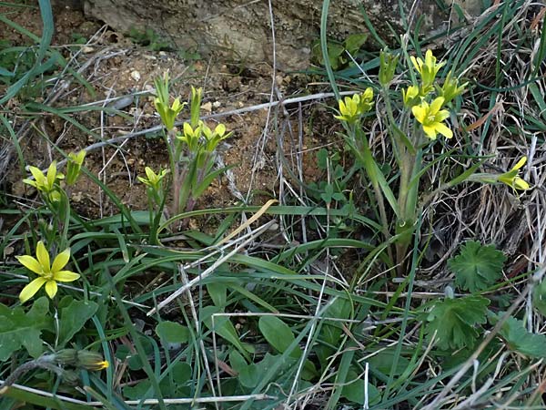 Gagea lacaitae \ Lacaitas Gelbstern / Lacaita's Meadow Gagea, F Montmeyan 15.3.2024