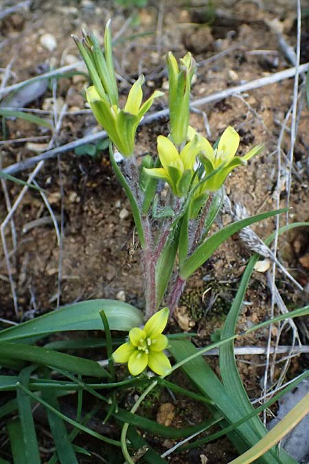 Gagea lacaitae \ Lacaitas Gelbstern / Lacaita's Meadow Gagea, F Montmeyan 15.3.2024