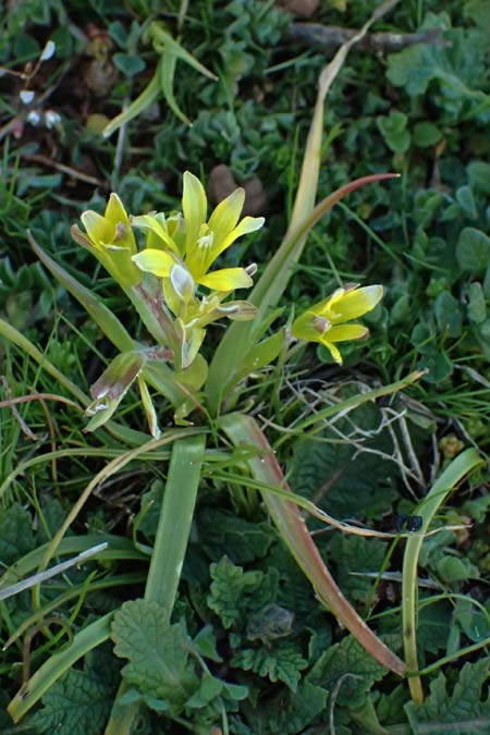 Gagea lacaitae \ Lacaitas Gelbstern / Lacaita's Meadow Gagea, F Montmeyan 15.3.2024