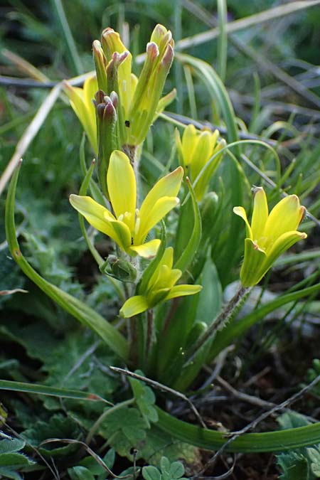 Gagea lacaitae \ Lacaitas Gelbstern / Lacaita's Meadow Gagea, F Montmeyan 15.3.2024