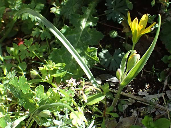 Gagea lutea \ Wald-Gelbstern / Star of Bethlehem, F Luberon bei/near Robion 16.3.2024