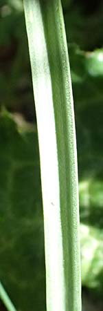 Gagea lutea \ Wald-Gelbstern / Star of Bethlehem, F Luberon bei/near Robion 16.3.2024